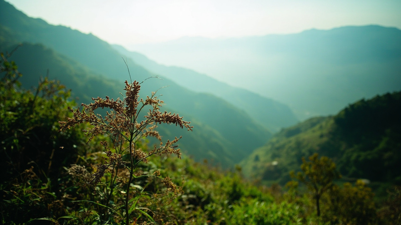 寻甸高原苦荞：高寒山地原生态健康谷物的自然馈赠与深度解析